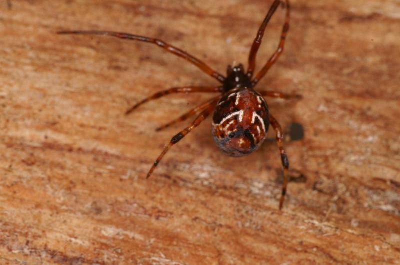 Parasteatoda_decorata_D7937_Z_88_North Stradbroke island_Australie.jpg